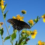 المساعد الذكي: كيف تغير الذكاء الاصطناعي مفهوم مساعدي الأعمال؟