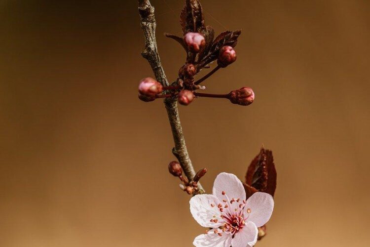 التأثير المذهل للذكاء الاصطناعي على شكل وسائل التواصل الاجتماعي الحديثة: فكر وتواصل بذكاء!